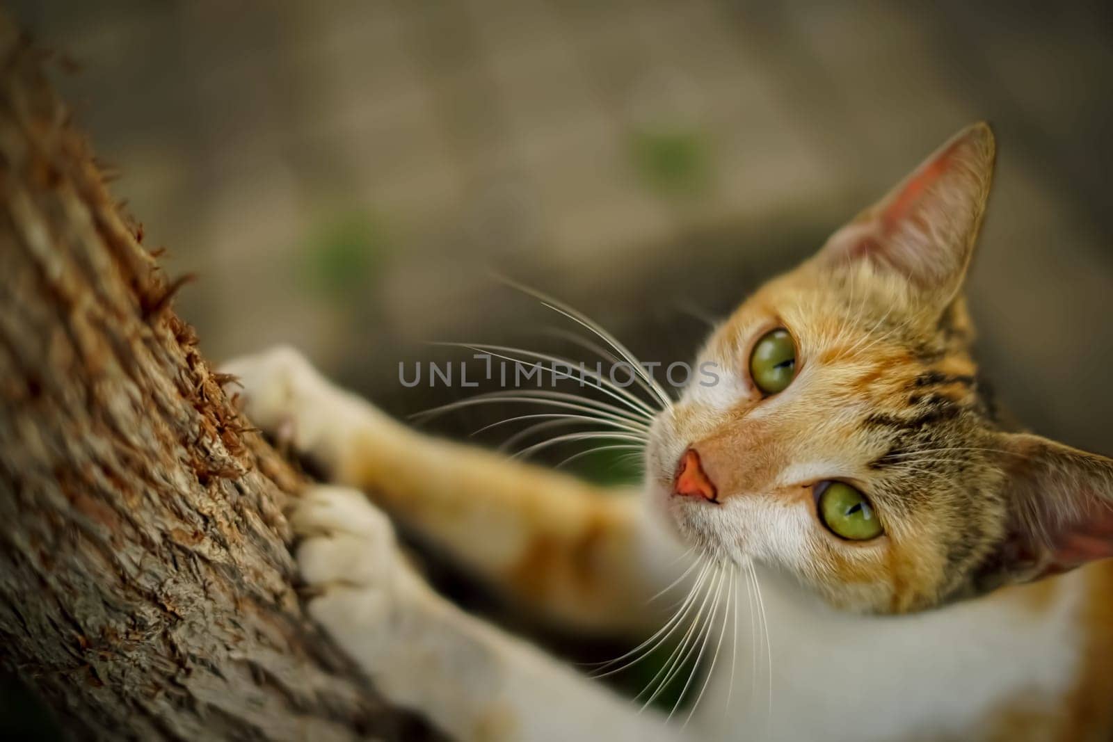 beautiful cute abandoned street cat with fluffy fur, a stray cat in the street by antoksena