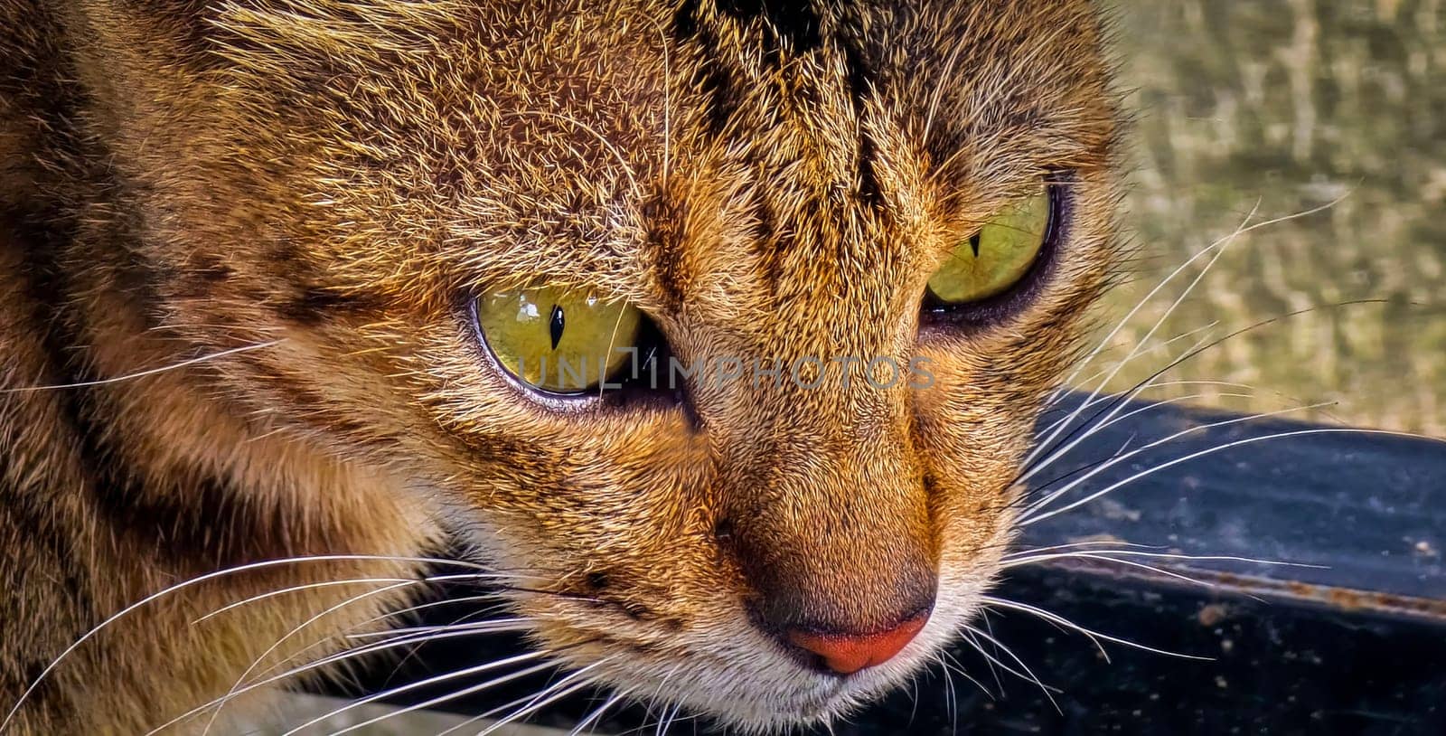 beautiful cute street cat with fluffy fur, a stray cat in the street living wild without any ownership