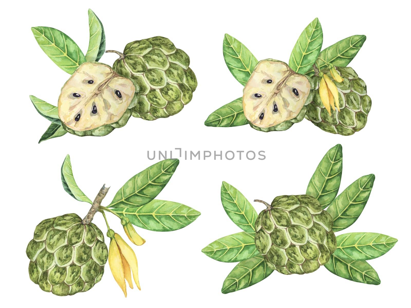 Ripe green whole tropical cherimoya exotic fruit with leaves and flowers. Hand drawn watercolor illustration of custard apple, sugar sweet apple for printing, packaging, sticker products, scrapbooking