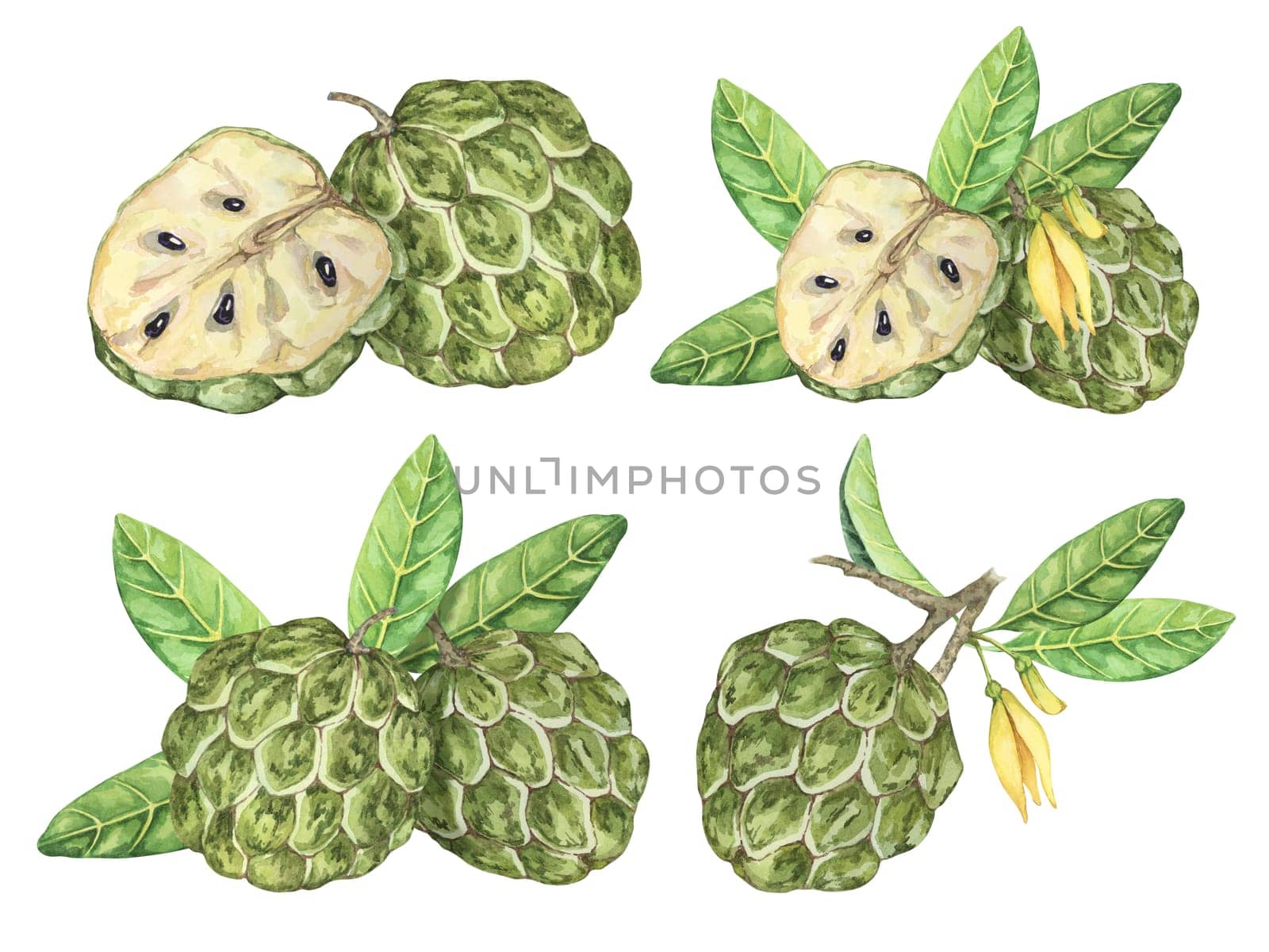 Green cherimoya exotic fruit with leaves and flowers. Watercolor designs set of custard apple, sugar sweet apple set for printing, packaging, sticker by Fofito