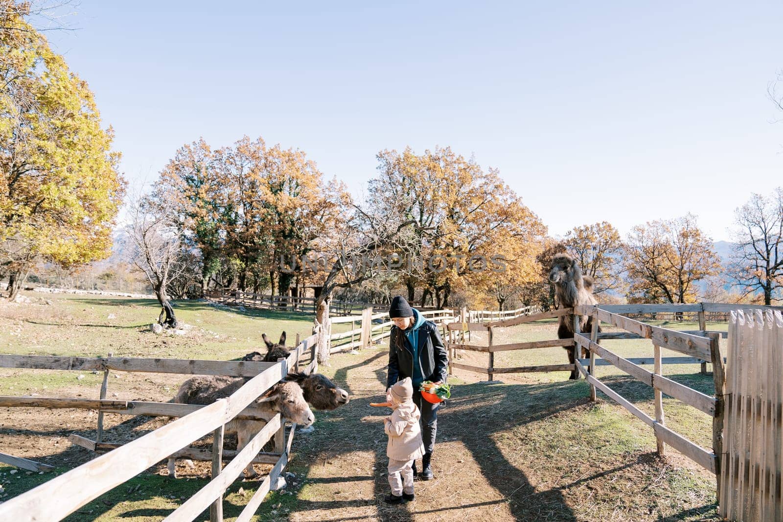 Mom and little girl feed donkeys peeking out from behind a wooden fence in the garden. High quality photo