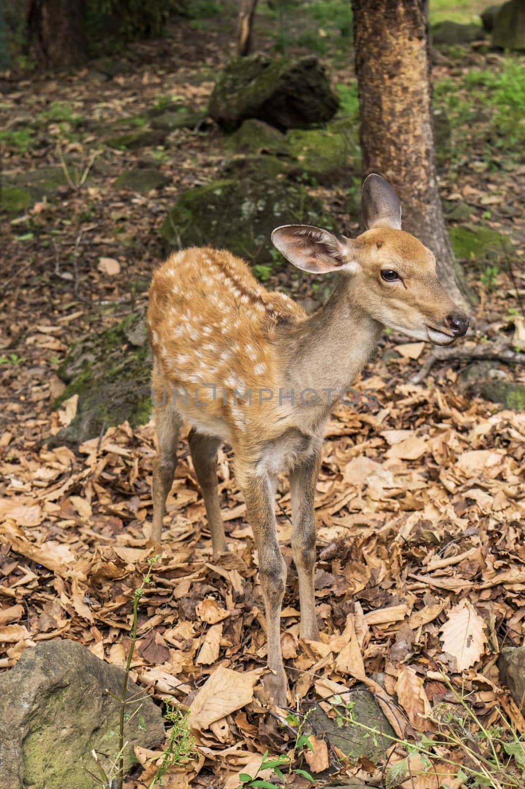 Young spotted roe deer in the forest
