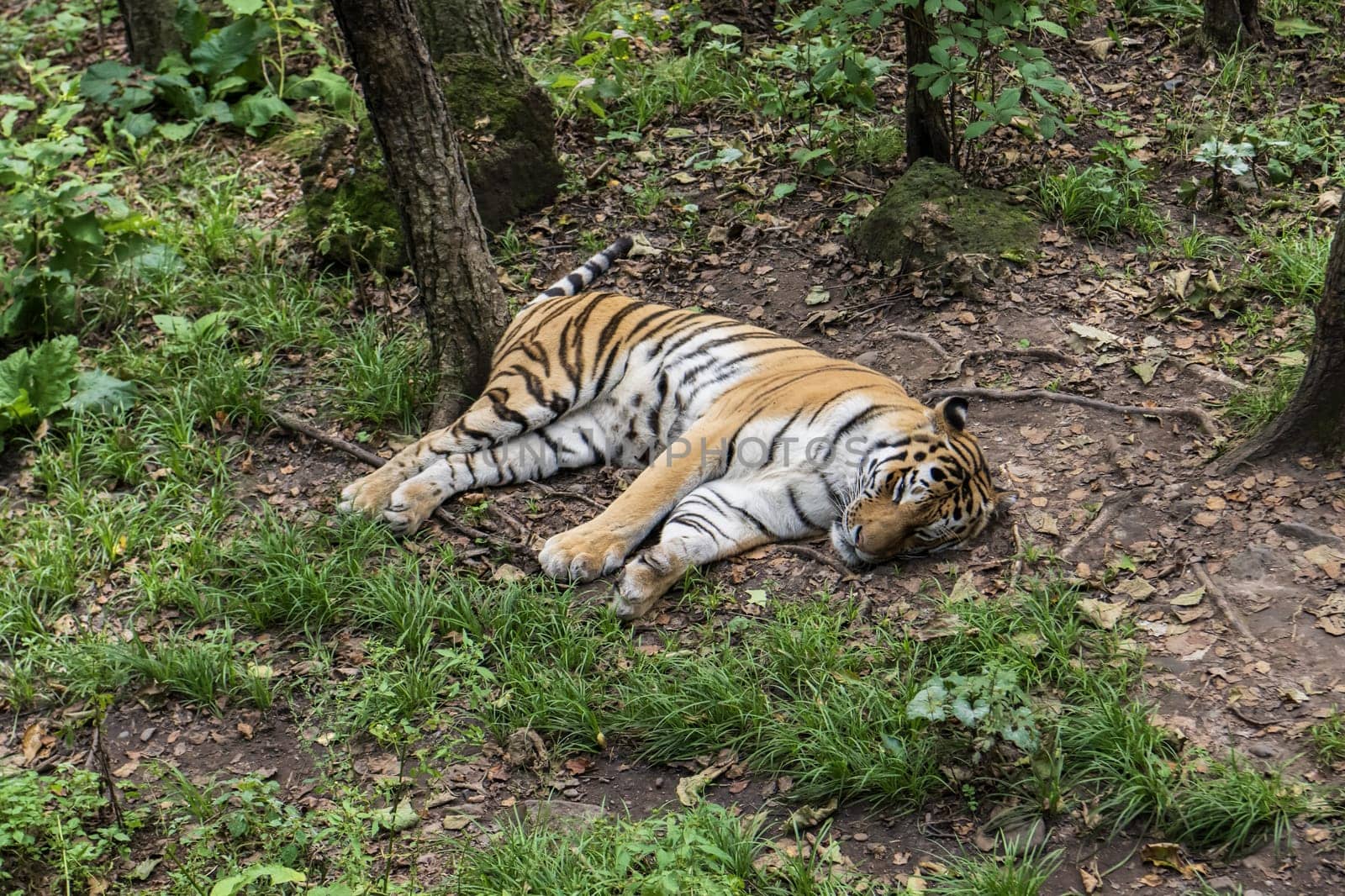 Siberian tiger sleeping on the ground