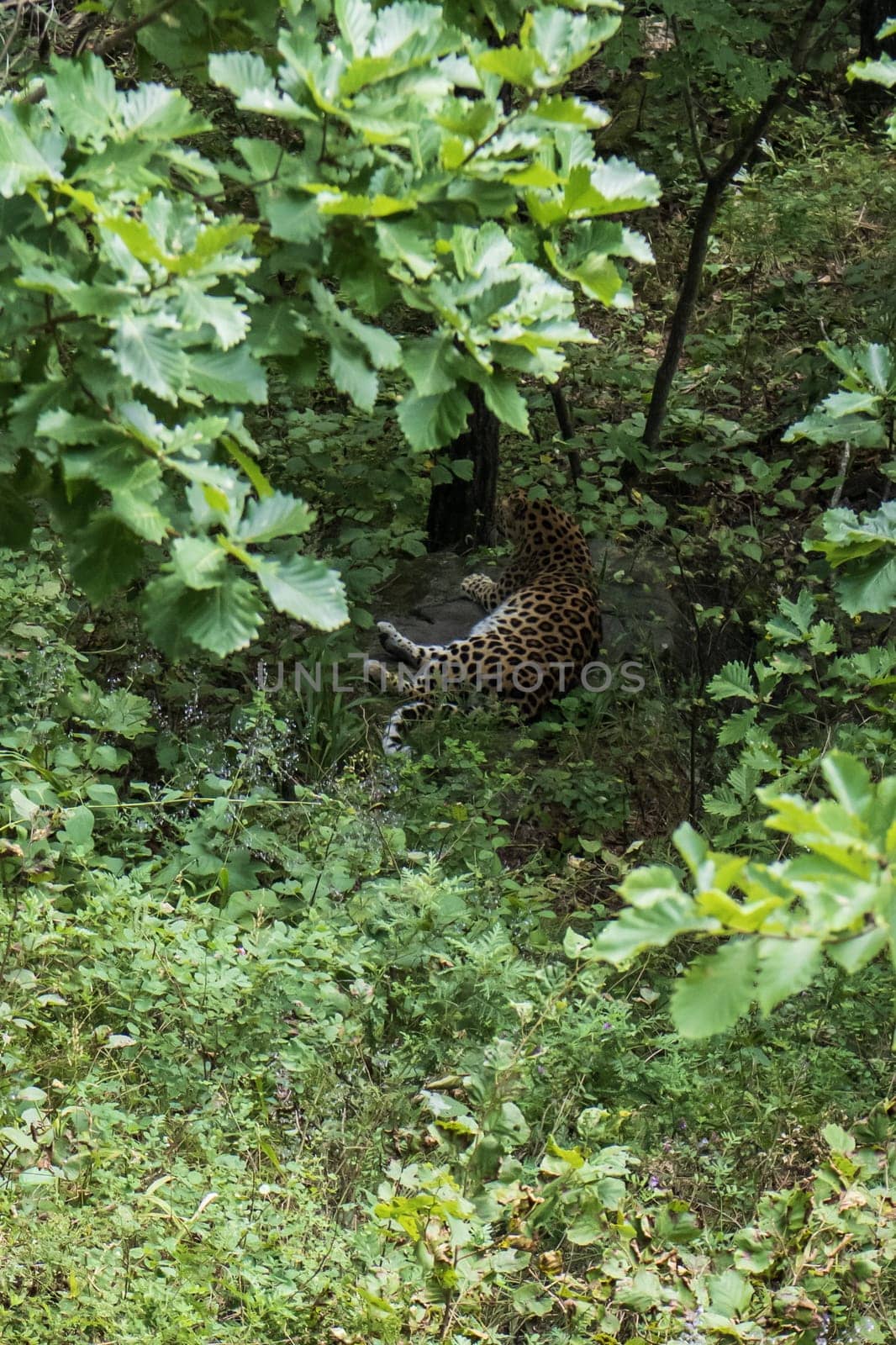 Leopard resting on the ground in the park