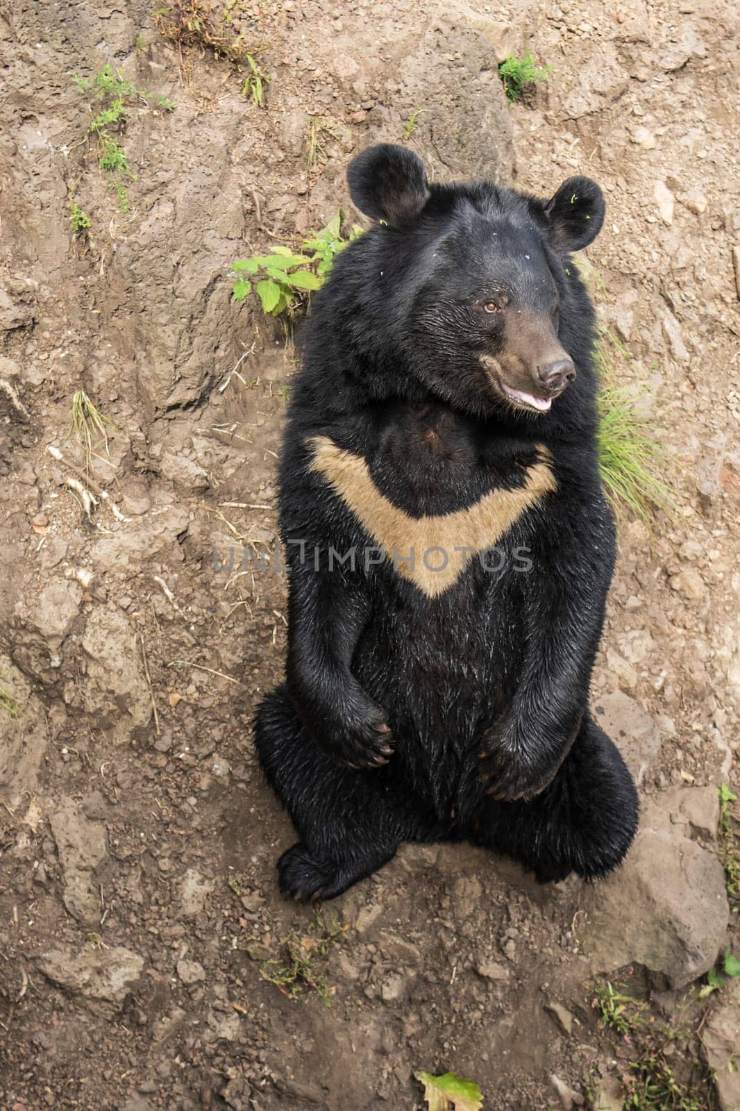 himalayan bear sitting on the ground