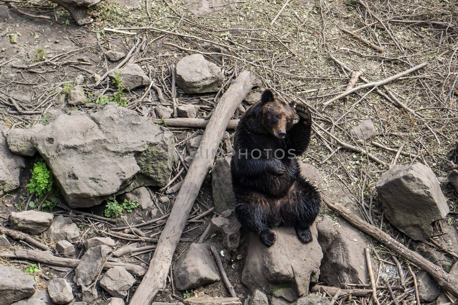 a brown bear is sitting on the ground