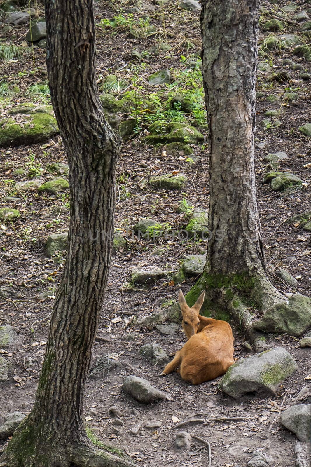 a roe deer in the forest is lying on the ground
