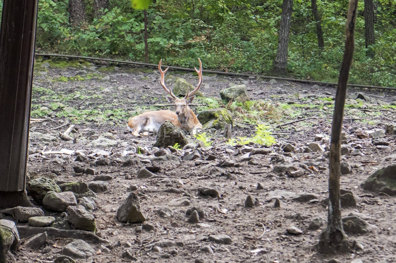 male deer are lying in the park