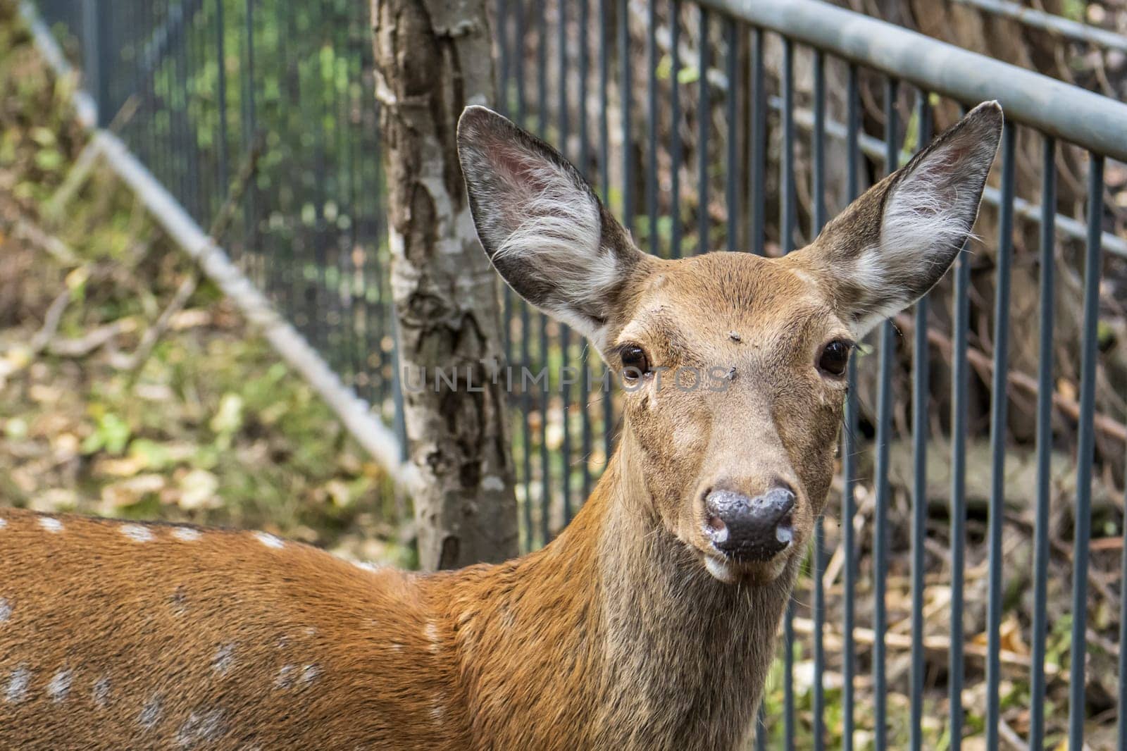 Close up of a deer in a zoo