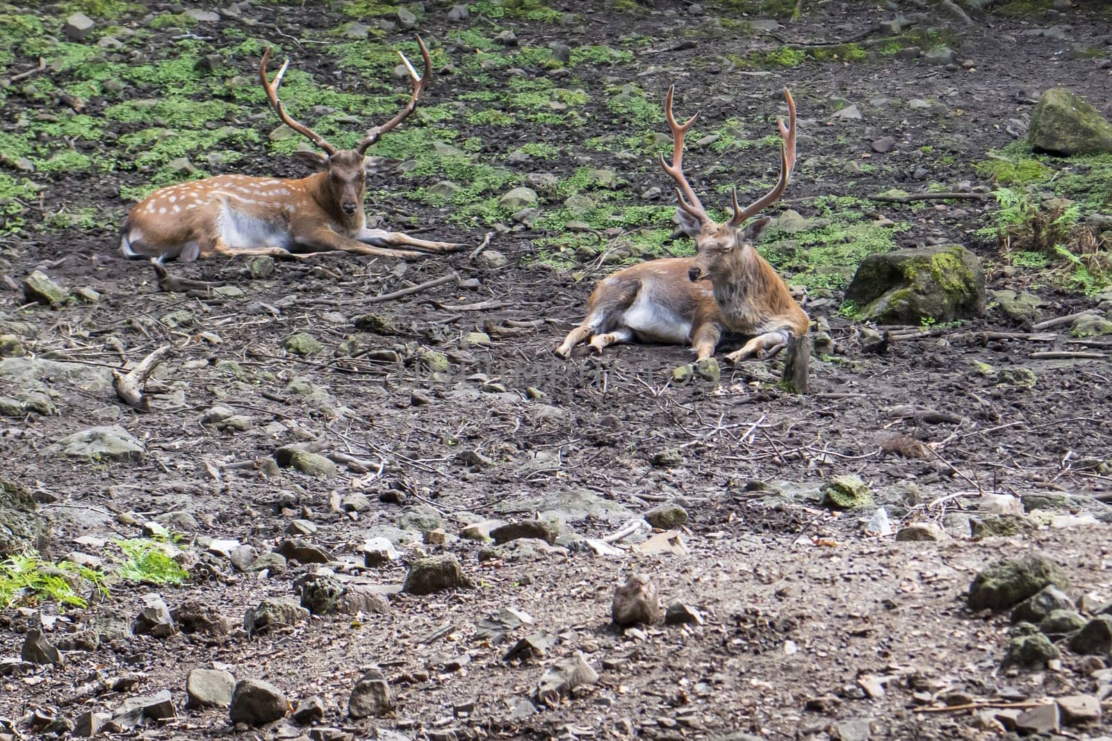 male deer are lying in the park
