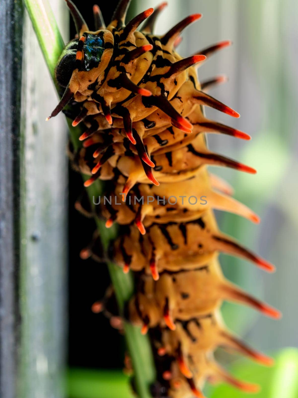 The pale brown color with long protrusions resembling thorns of the Golden Birdwing caterpillar