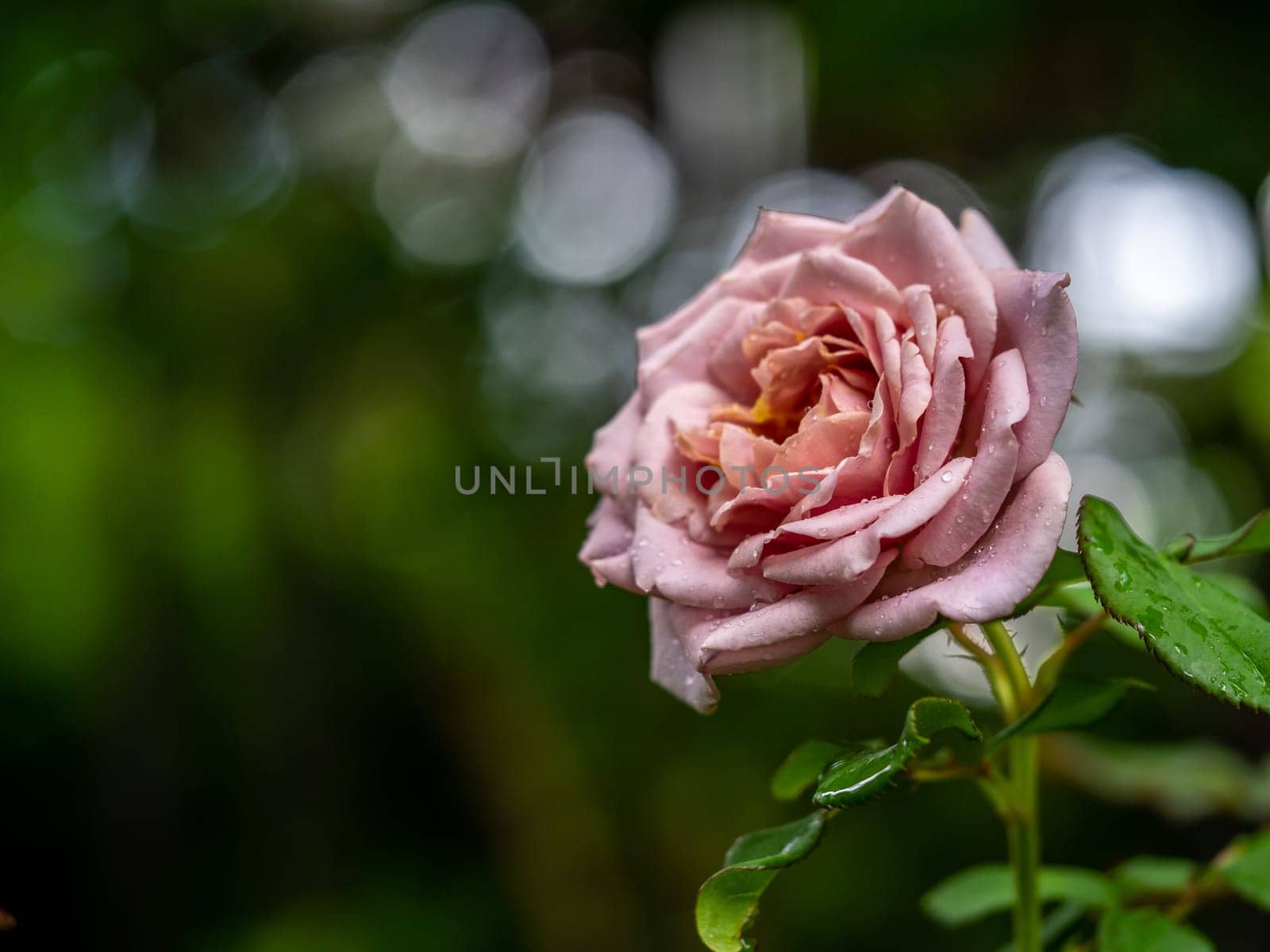 Shape and colors of Koko Loco roses that blooming by Satakorn