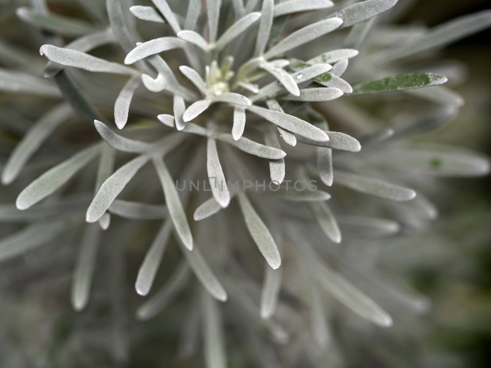 Silver detailed leaves of Crossostephium chinense by Satakorn