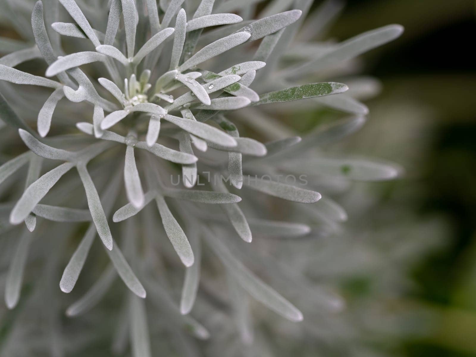 Silver detailed leaves of Crossostephium chinense by Satakorn