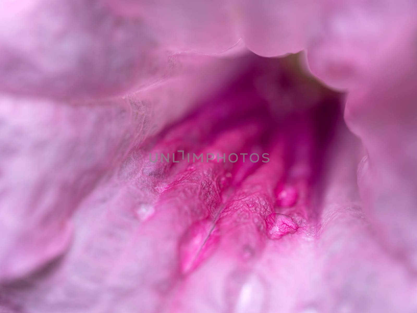 Close up delicate pink petals of the Wild Petunia flower