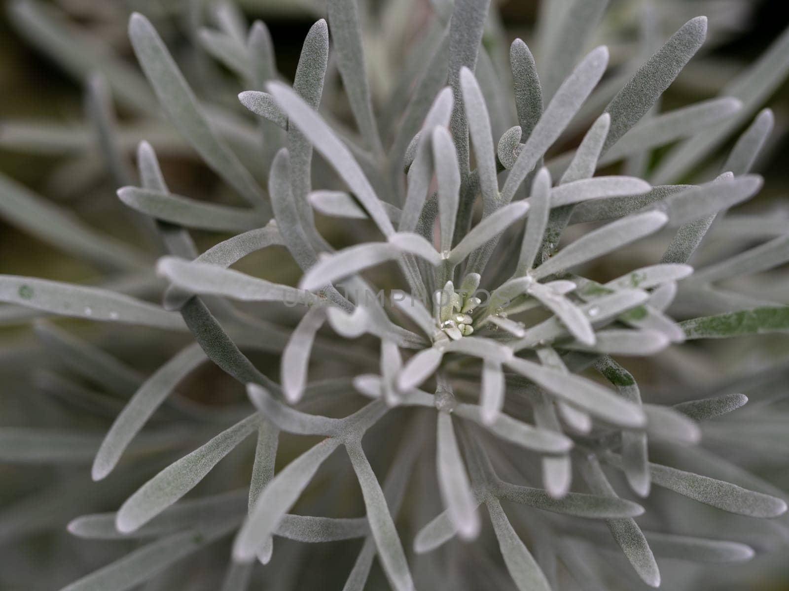 Silver detailed leaves of Crossostephium chinense