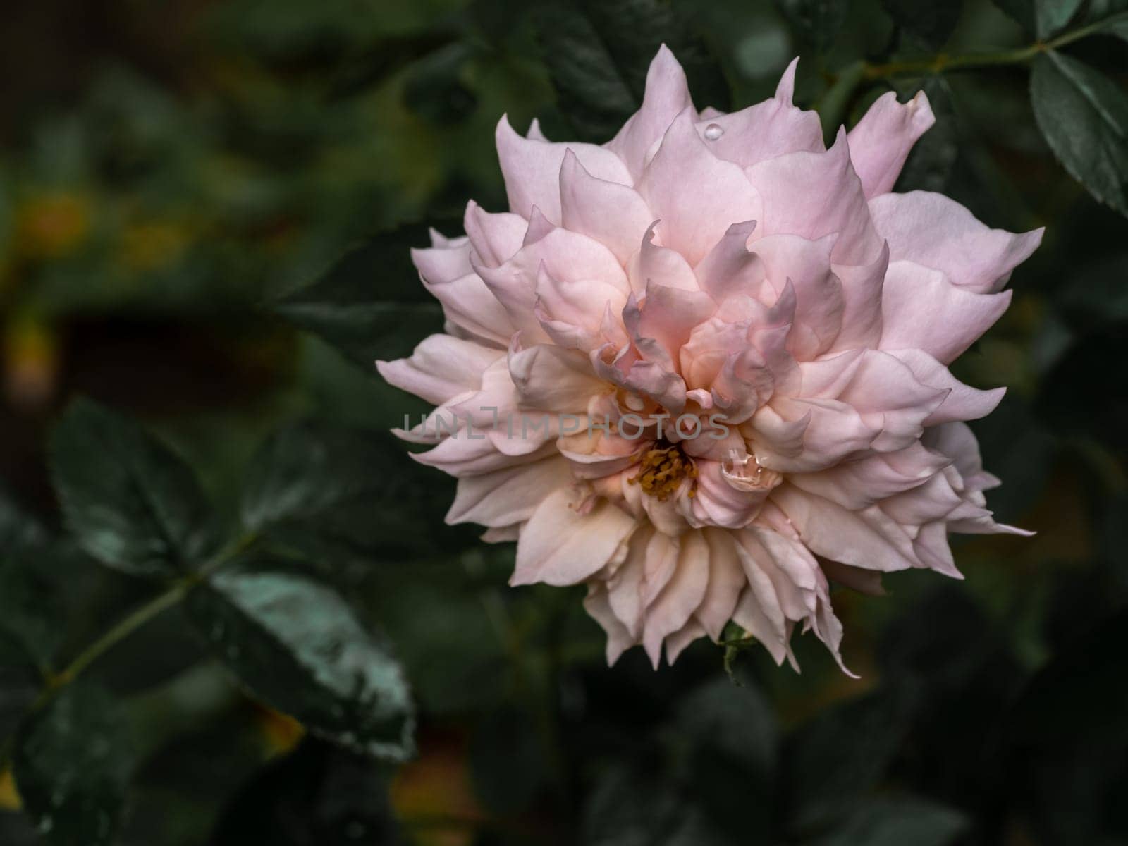 Shape and colors of Le Sablier roses that blooming by Satakorn