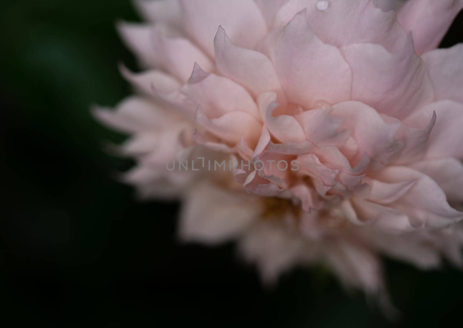 Shape and colors of Le Sablier roses that blooming in Tropical climates