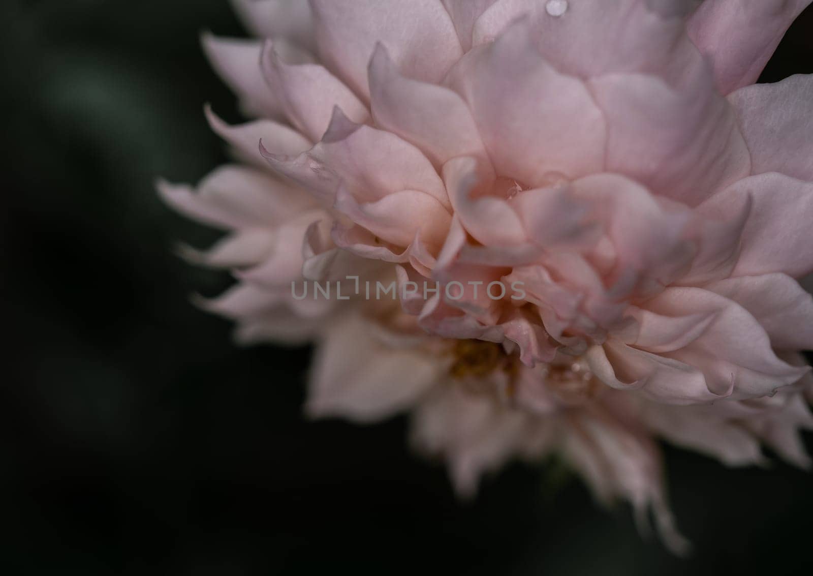 Shape and colors of Le Sablier roses that blooming in Tropical climates