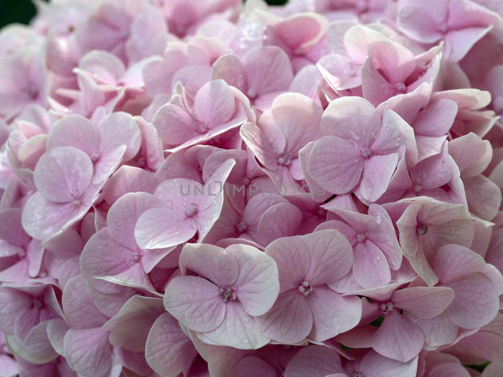 Close-up photo of a bouquet of hydrangeas flowers by Satakorn