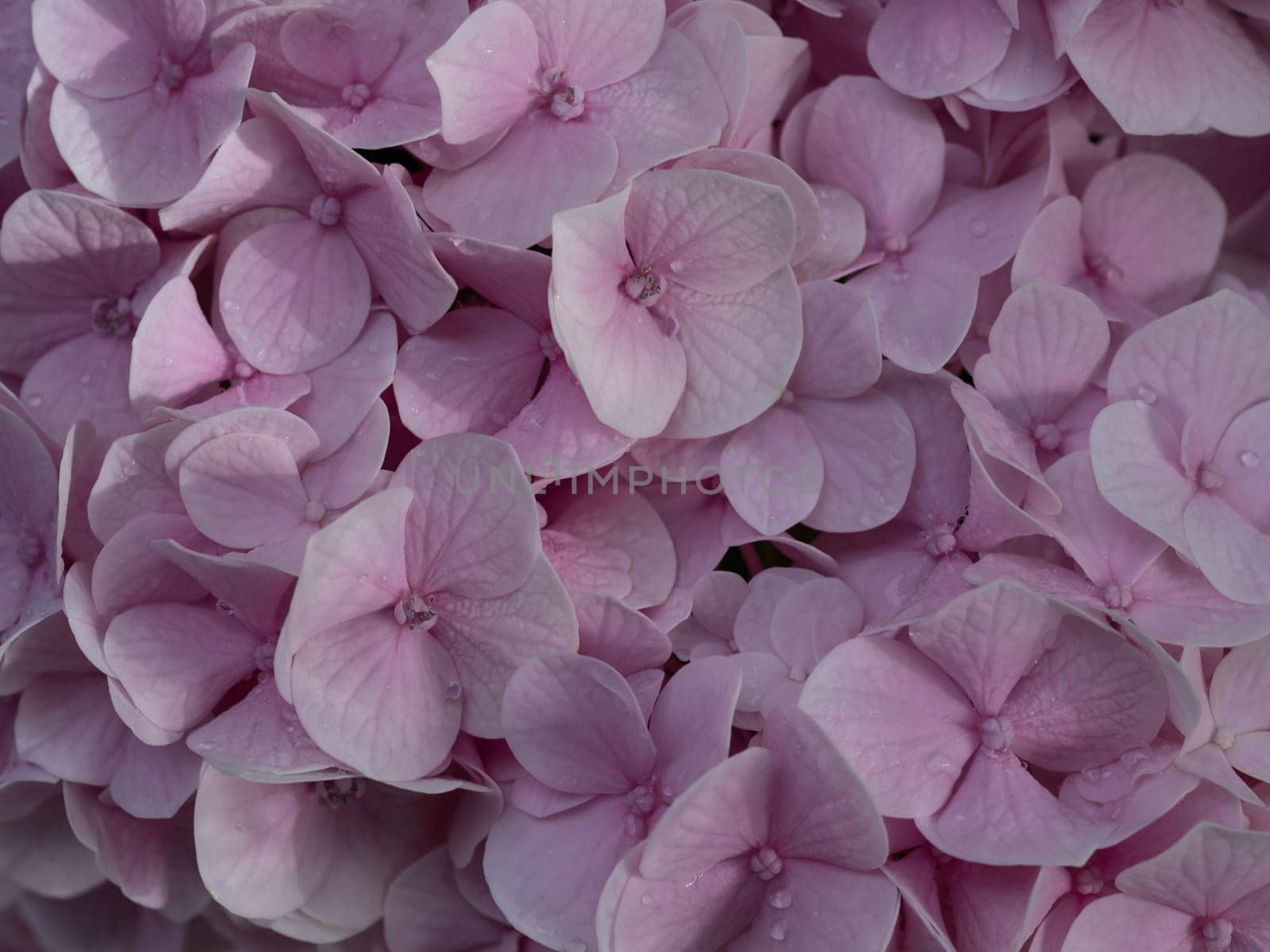 Close-up photo of a bouquet of hydrangeas flowers by Satakorn