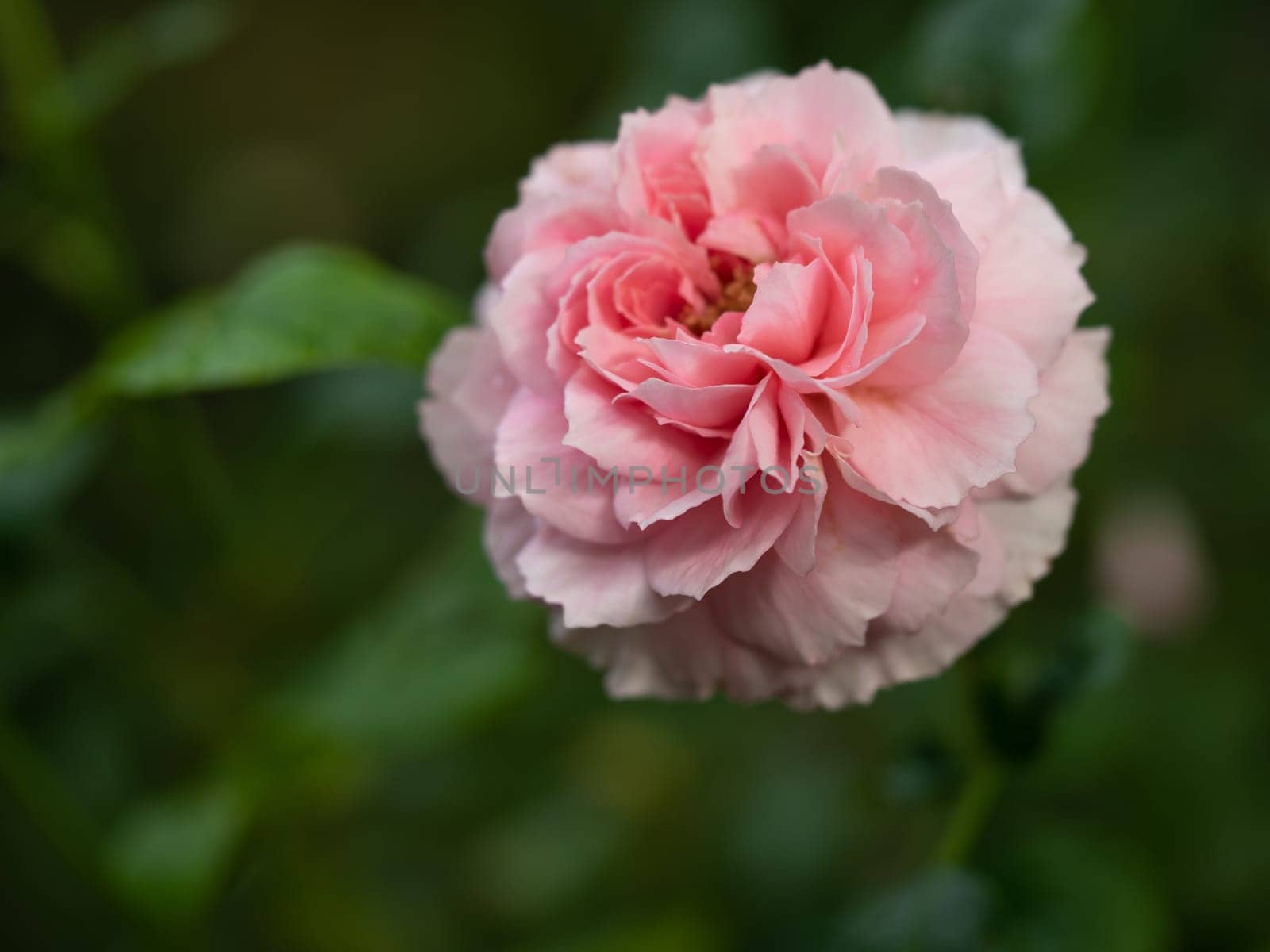 Shape and colors of Princess Meiko rose that blooming by Satakorn