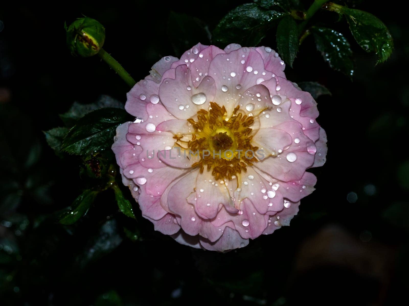 Shape and colors of Sea Anemones roses that blooming the Japanese garden rose