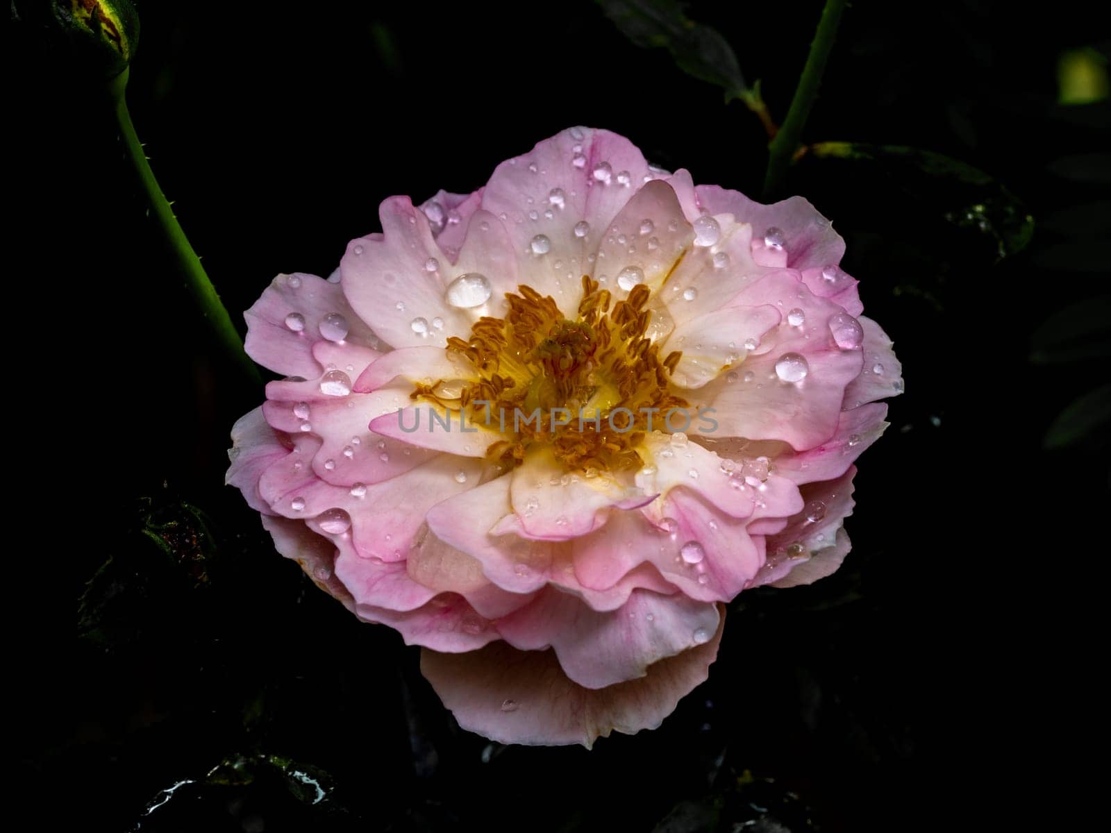 Shape and colors of Sea Anemones roses that blooming by Satakorn