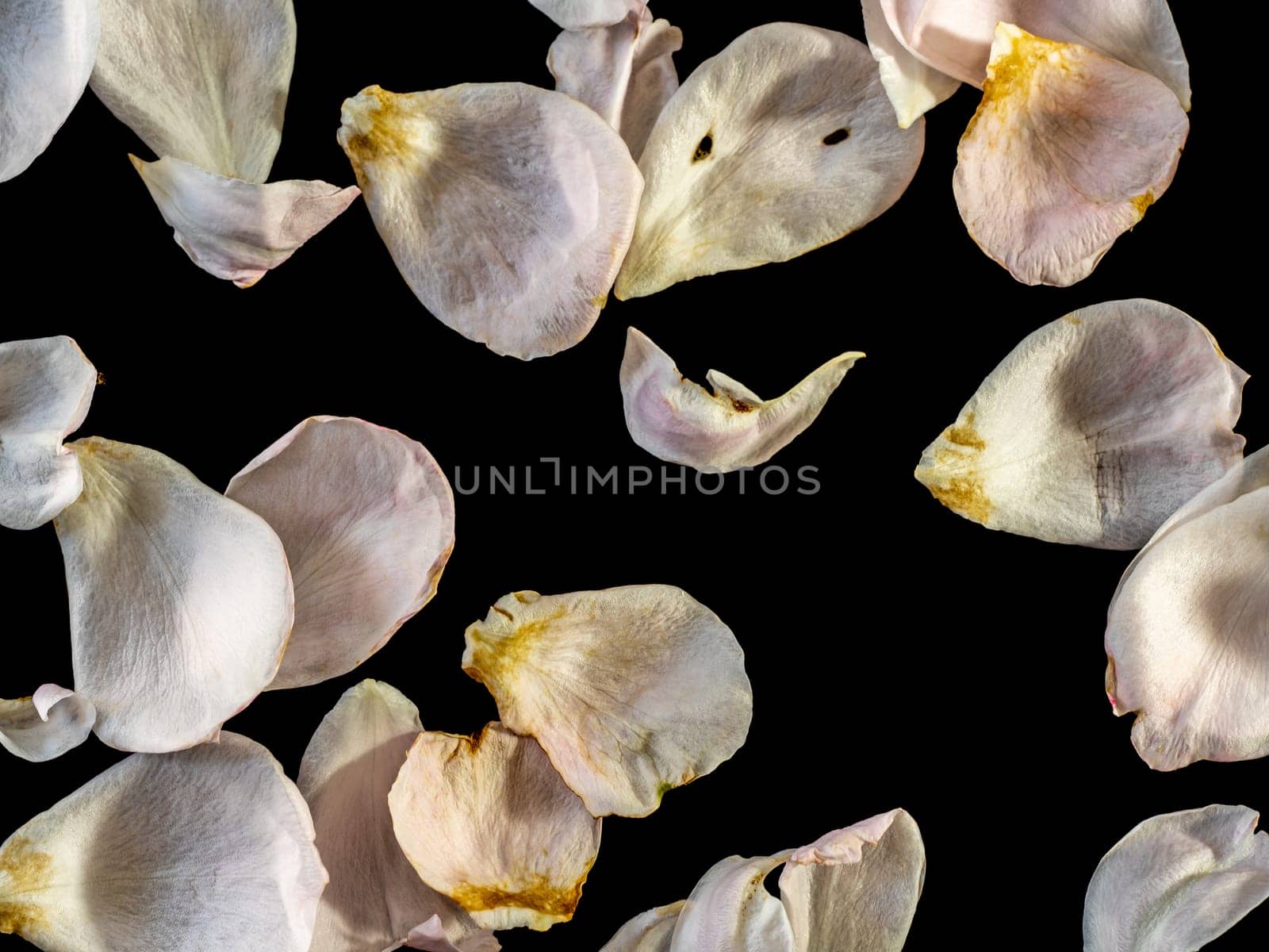 The wounded petals of a withering rose on black background