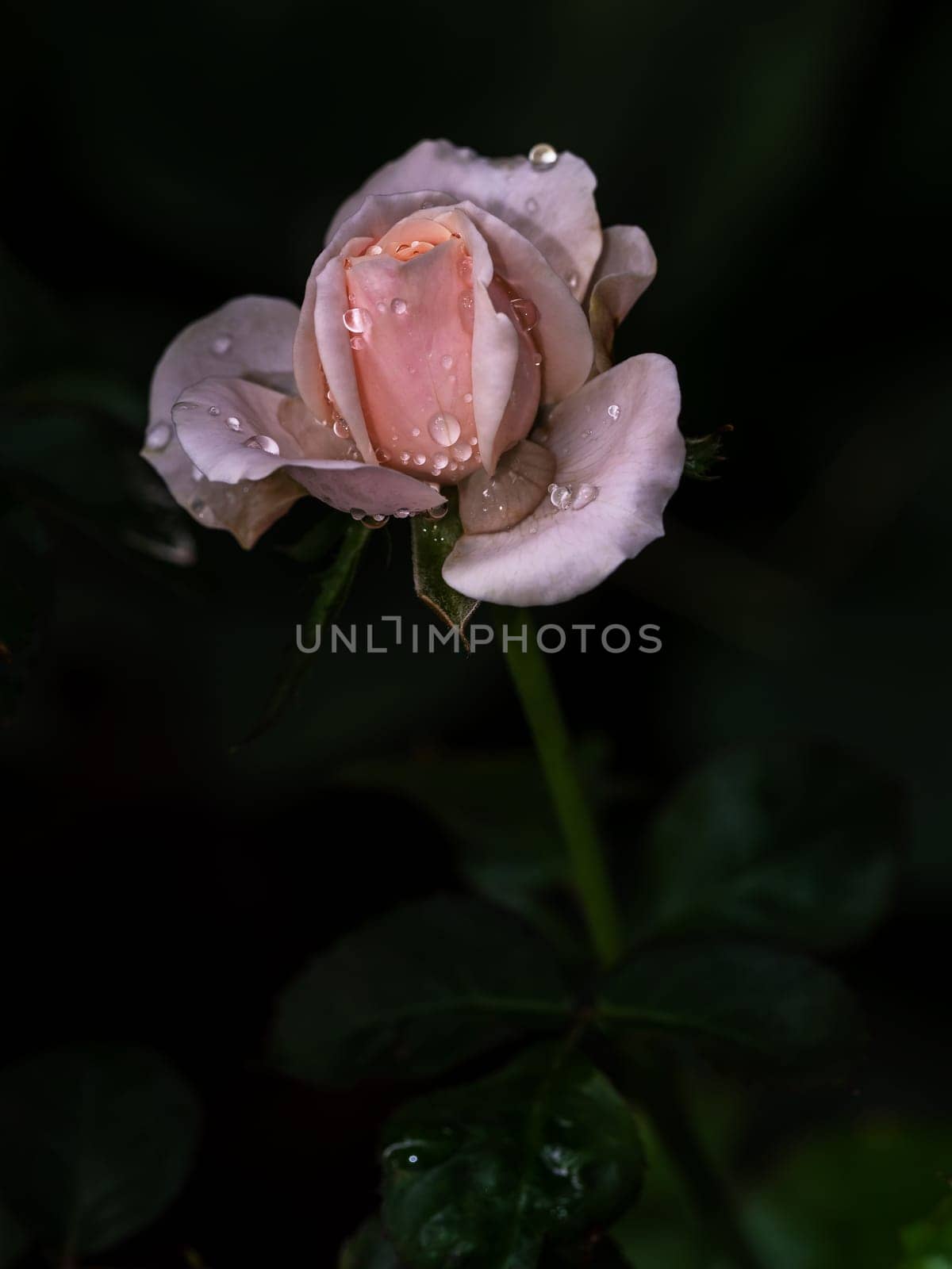 Roses begin to bloom the petals slowly bloom by Satakorn