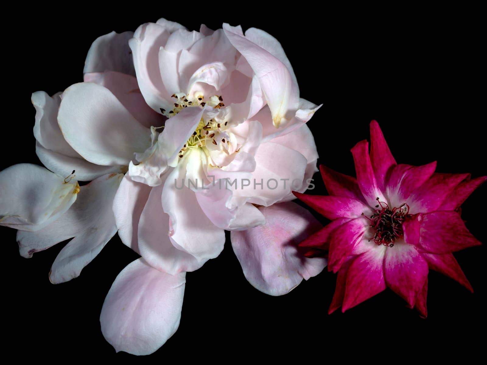 The wounded petals of a withering rose isolated on black background