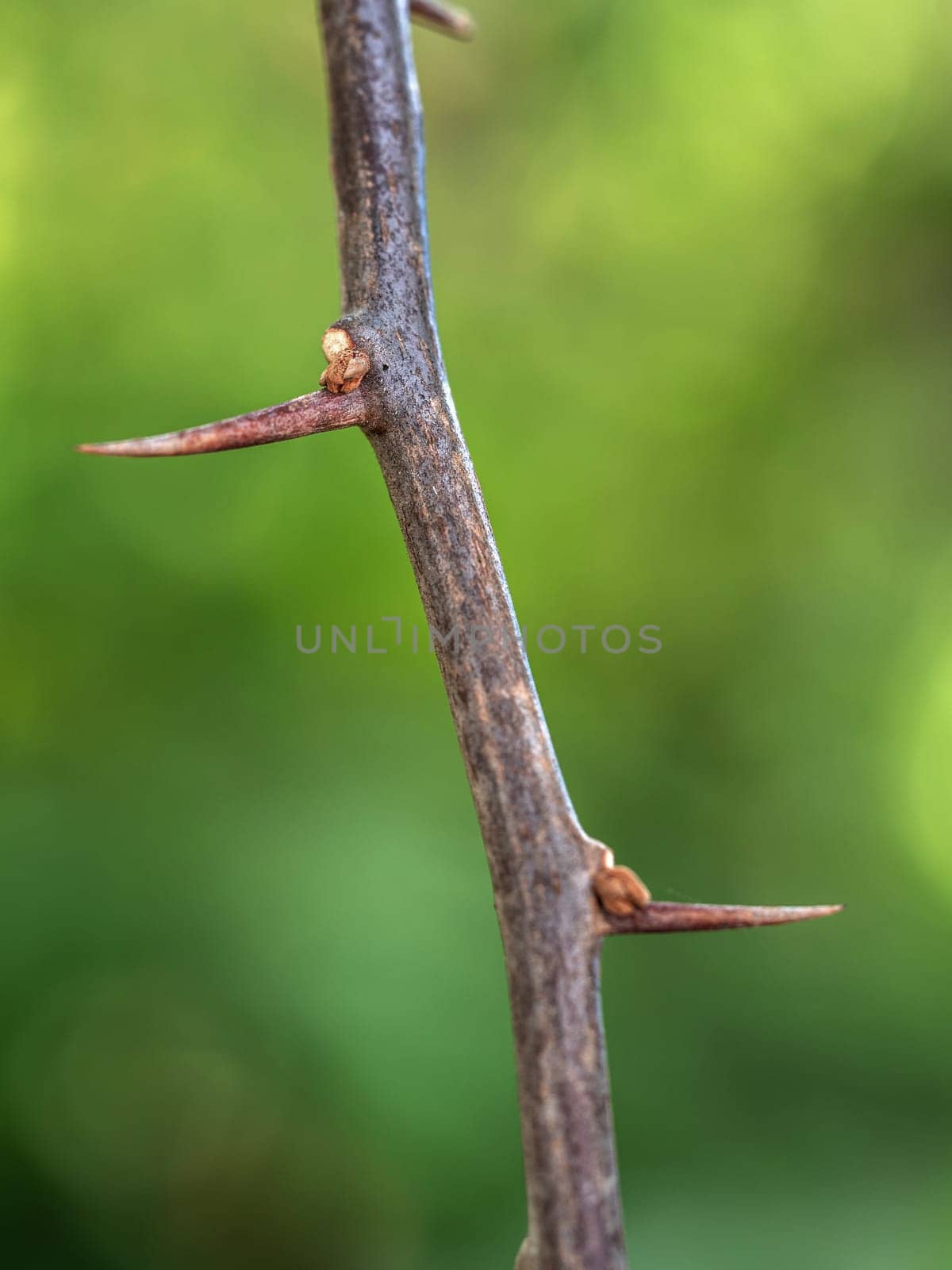 Sharp thorns on the Paper flower branches by Satakorn