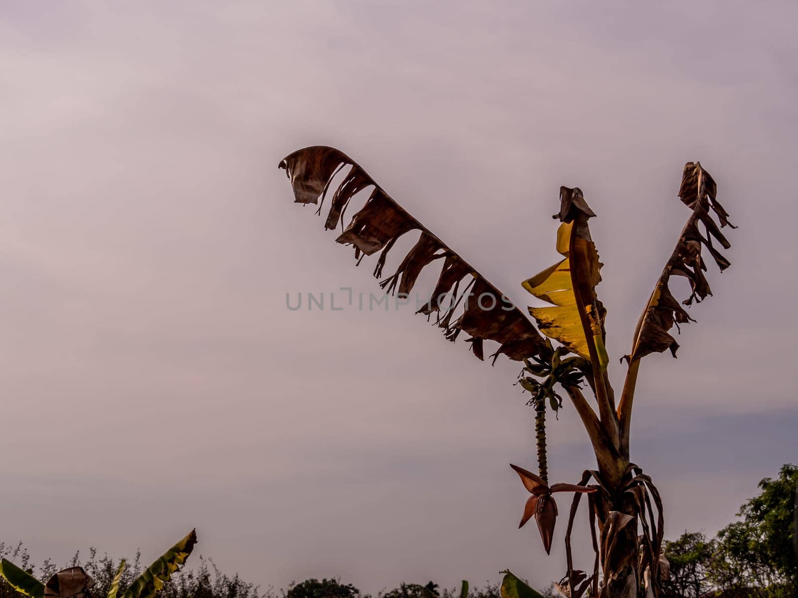 A wilt banana tree with tattered leaves in barren field by Satakorn