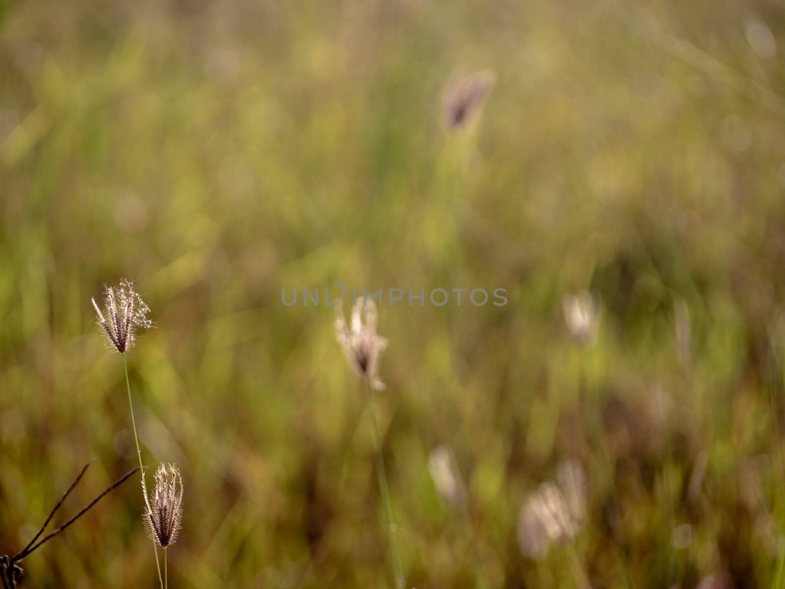 Grass flowers in the field and warm red light in the morning by Satakorn