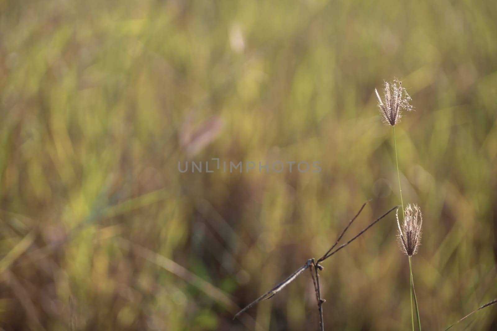 Grass flowers in the field and warm red light in the morning