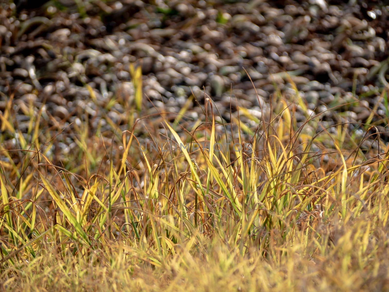 The grass growth on dried wasteland along the road by Satakorn