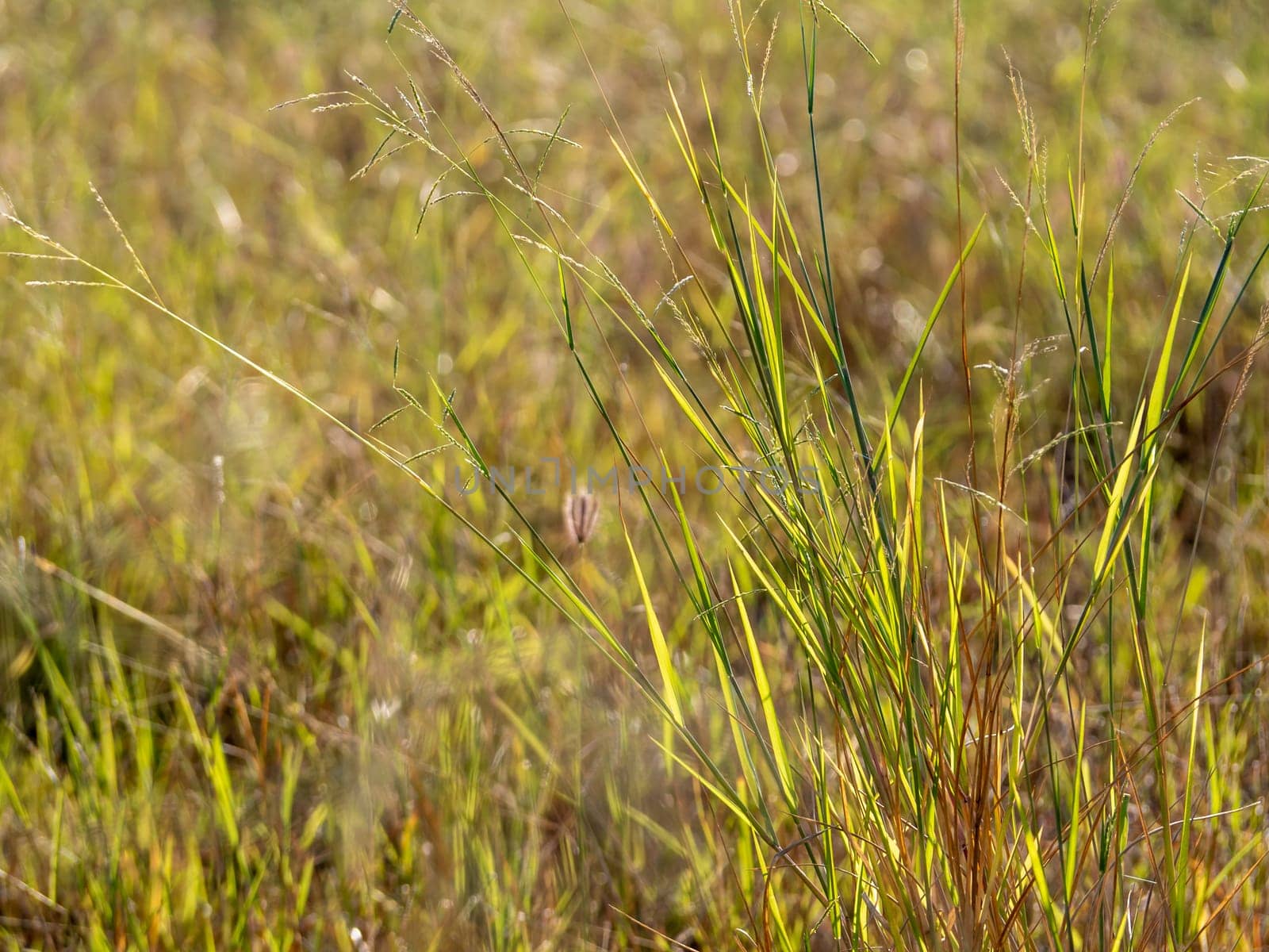 Grass flowers in the wasteland along the road by Satakorn