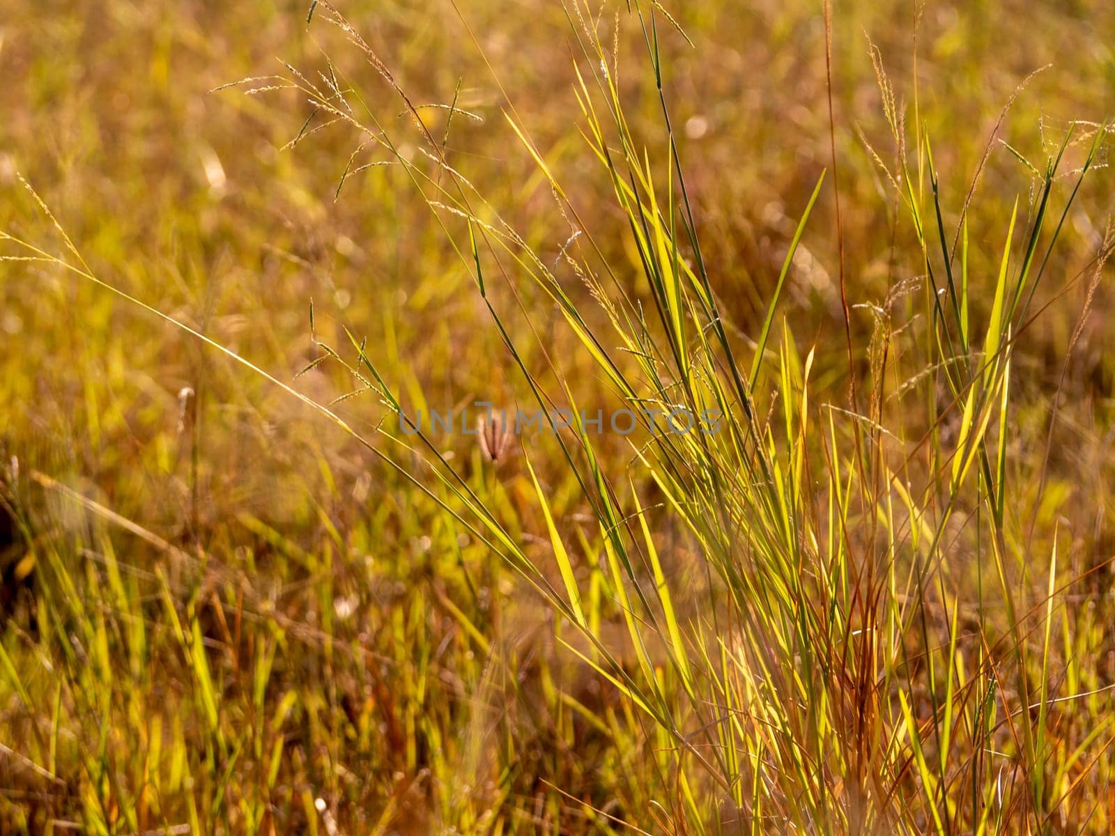 Grass flowers in the field and warm red light in the morning