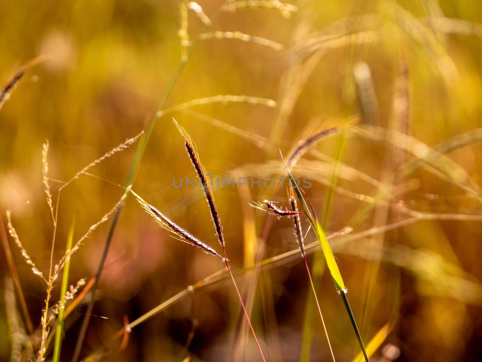 Grass flowers in the field and warm red light in the morning by Satakorn
