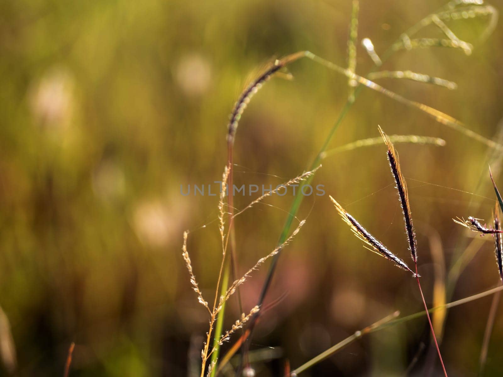 Grass flowers in the field and warm red light in the morning by Satakorn