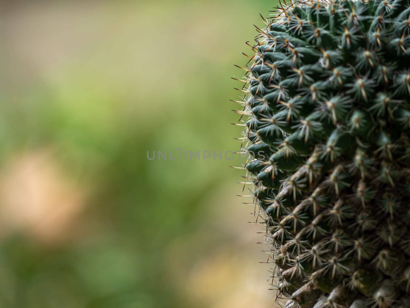 Succulent plant close up Cactus species Mammillaria by Satakorn