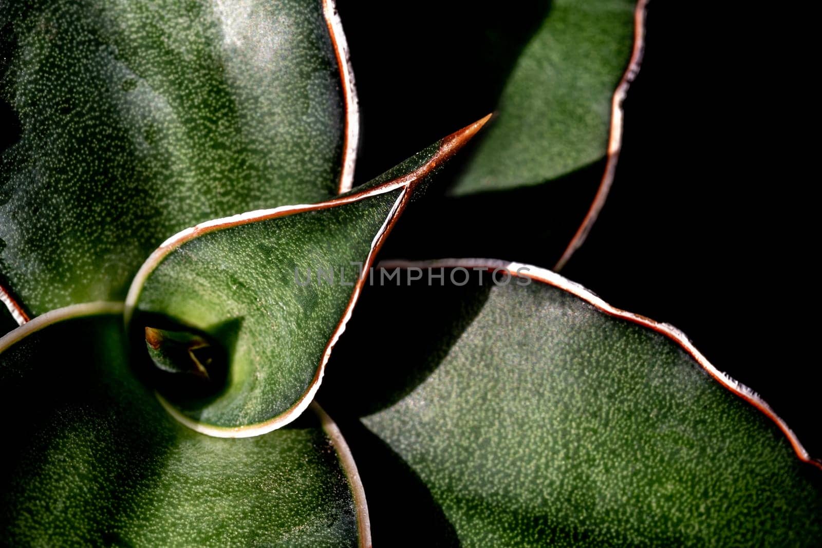 Sansevieria Samurai leaves in detail close up on top by Satakorn