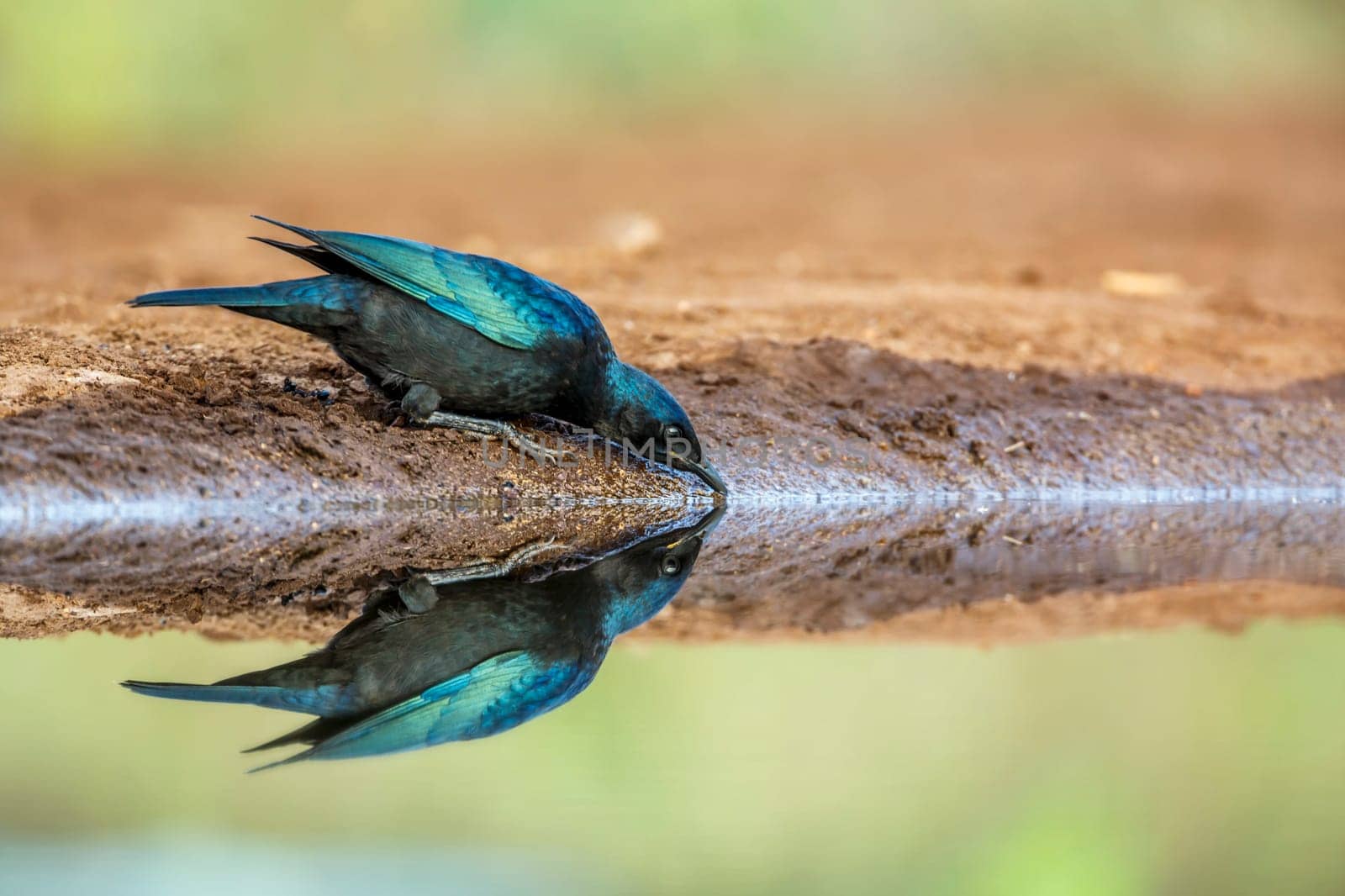 Cape glossy starling in Kruger National park, South Africa by PACOCOMO