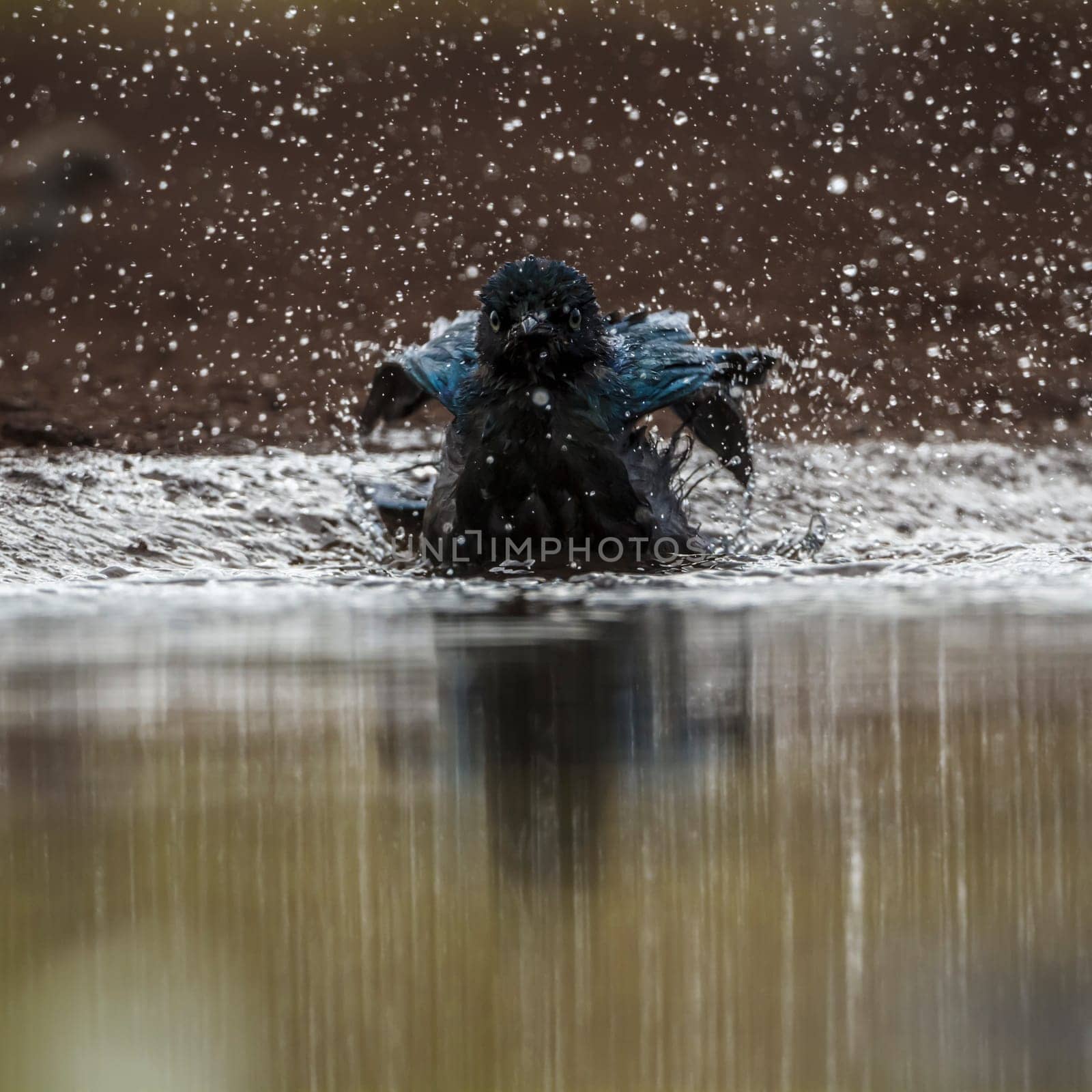 Cape Glossy Starling bathing in waterhole in Kruger National park, South Africa ; Specie Lamprotornis nitens family of Sturnidae