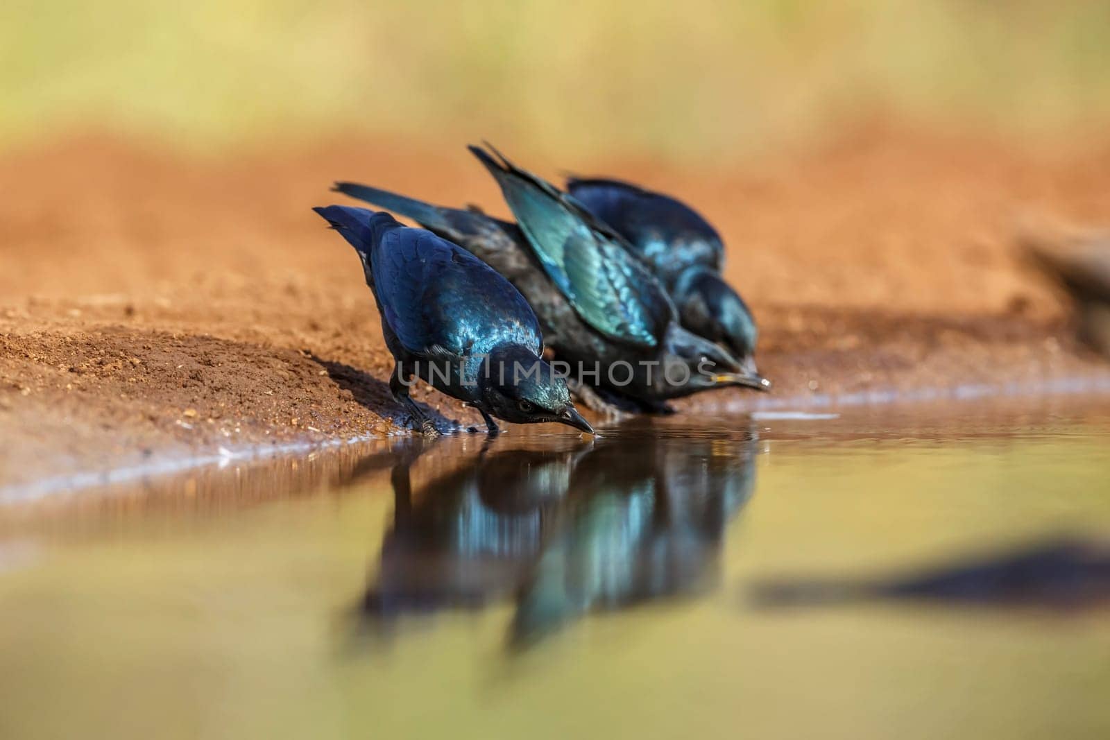 Three Cape Glossy Starling drinking at waterhole in Kruger National park, South Africa ; Specie Lamprotornis nitens family of Sturnidae