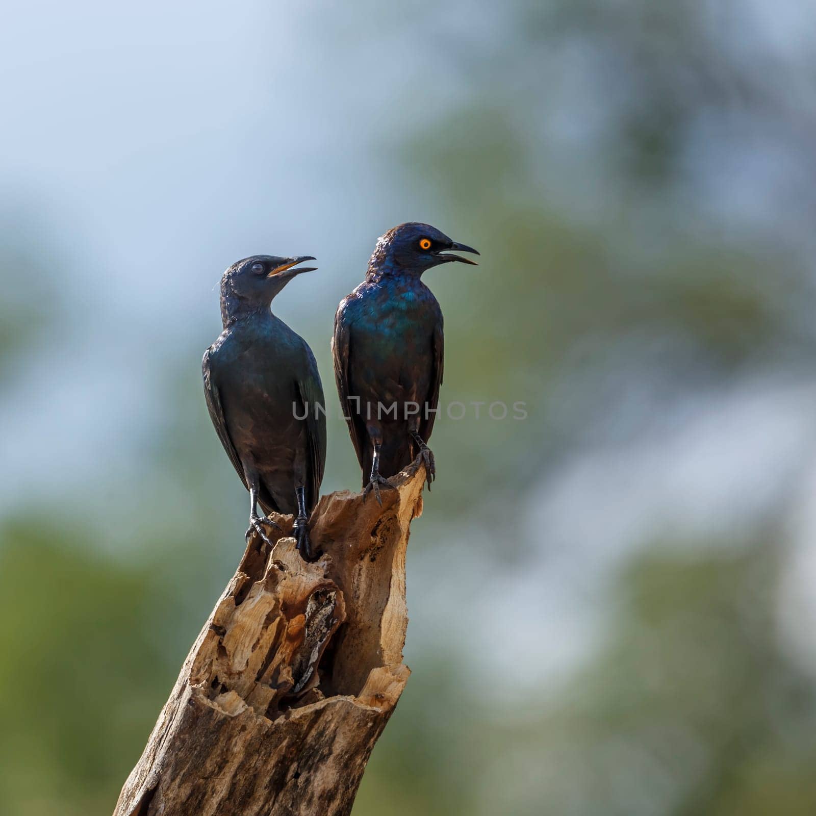 Cape glossy starling in Kruger National park, South Africa by PACOCOMO