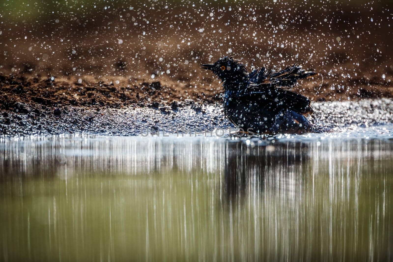 Cape Glossy Starling bathing splashing droplet in backlit in waterhole in Kruger National park, South Africa ; Specie Lamprotornis nitens family of Sturnidae