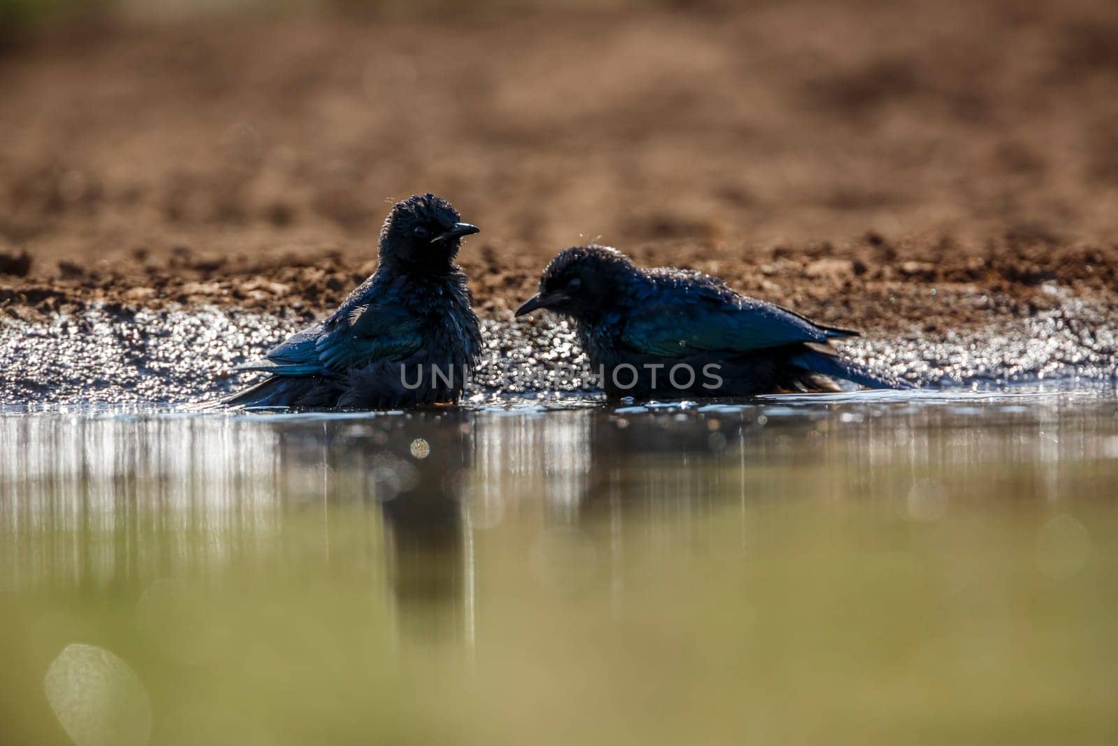 Two Cape Glossy Starling juvenile bathing splashing droplet in backlit in waterhole in Kruger National park, South Africa ; Specie Lamprotornis nitens family of Sturnidae