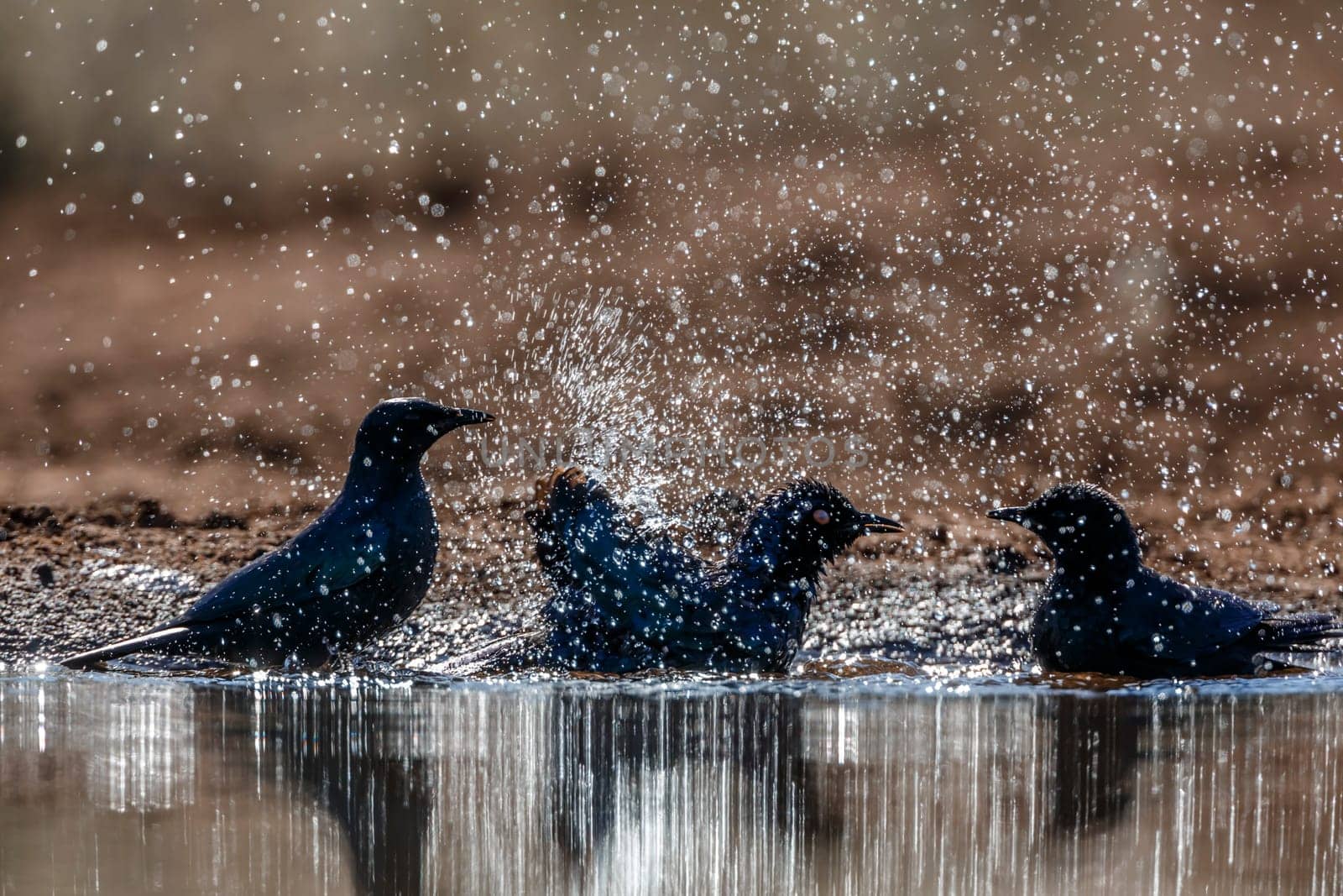 Cape Glossy Starling family bathing splashing droplet in backlit in waterhole in Kruger National park, South Africa ; Specie Lamprotornis nitens family of Sturnidae