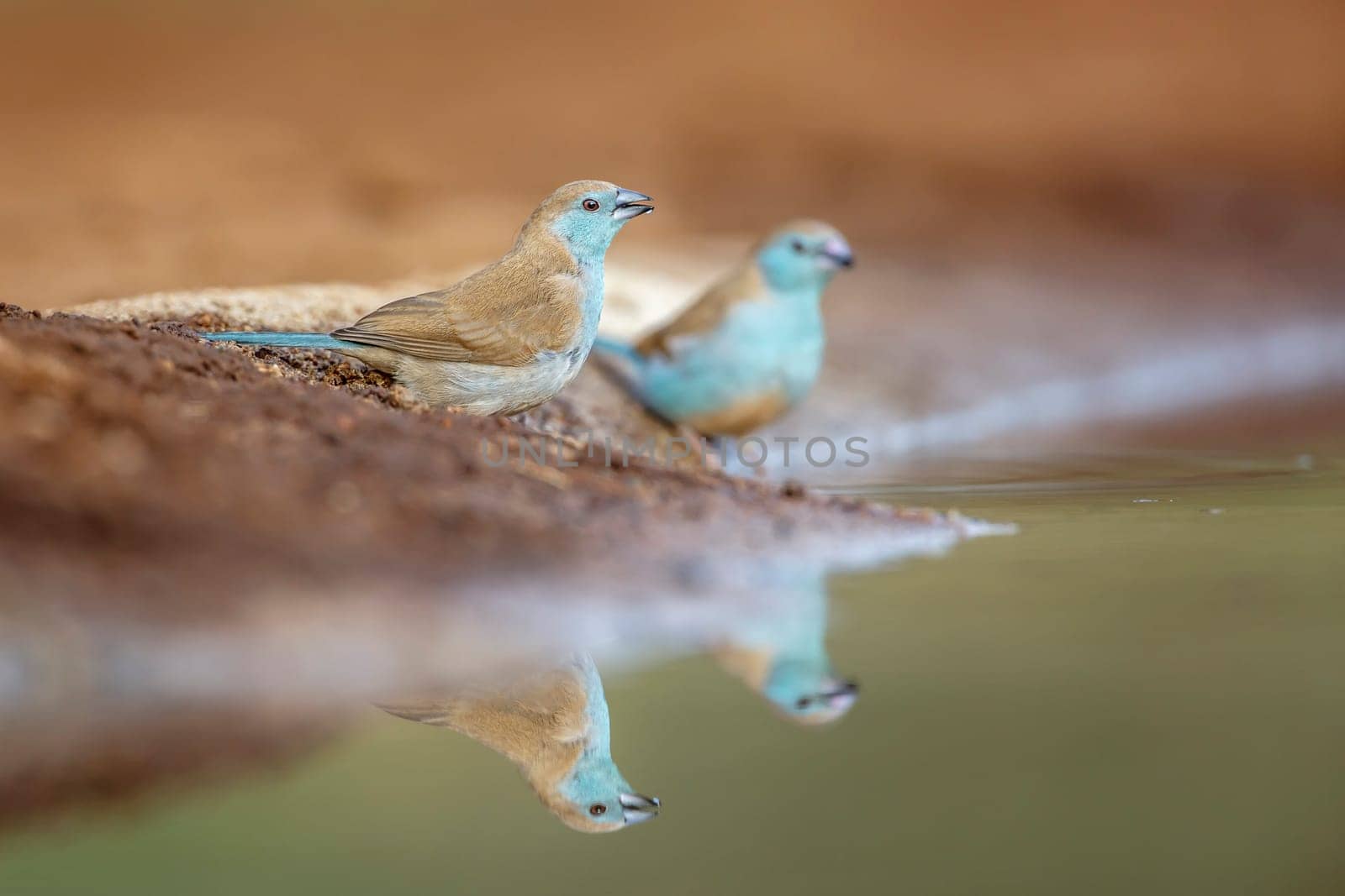 Two Blue-breasted Cordonbleu standing at waterhole in Kruger National park, South Africa ; Specie Uraeginthus angolensis family of Estrildidae